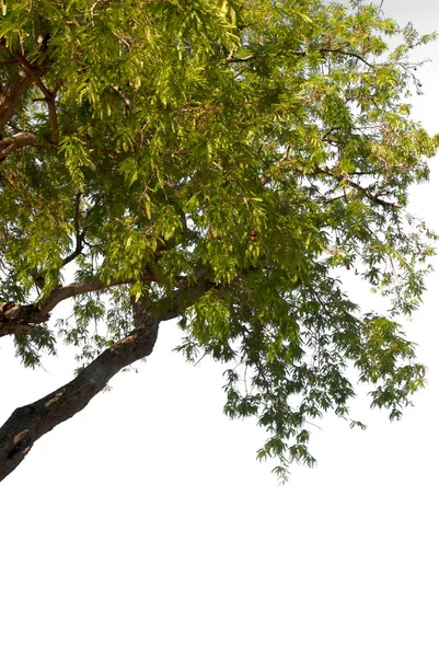 Takken Van Groenblijvende Bomen Geïsoleerde Gekapte Plantenbladeren Een Witte Achtergrond — Stockfoto