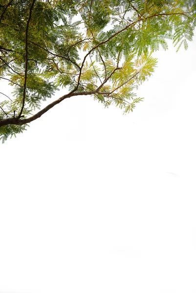 Гілки Вічнозелених Дерев Ізольованому Вирізані Листя Рослини Білому Тлі Відсічним — стокове фото
