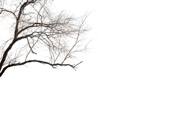 Trockene Bäume Mit Trockenen Zweigen Auf Weißem Hintergrund Mit Schnittpfad — Stockfoto