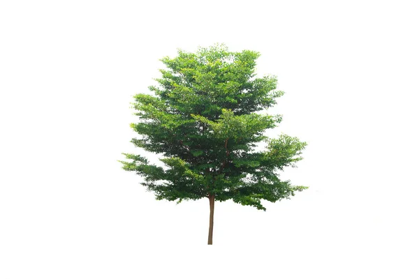Árvore Verde Isolado Uma Planta Folhas Evergreen Cortar Fundo Branco — Fotografia de Stock