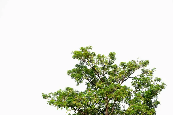 Takken Van Groenblijvende Bomen Geïsoleerde Gekapte Plantenbladeren Een Witte Achtergrond — Stockfoto