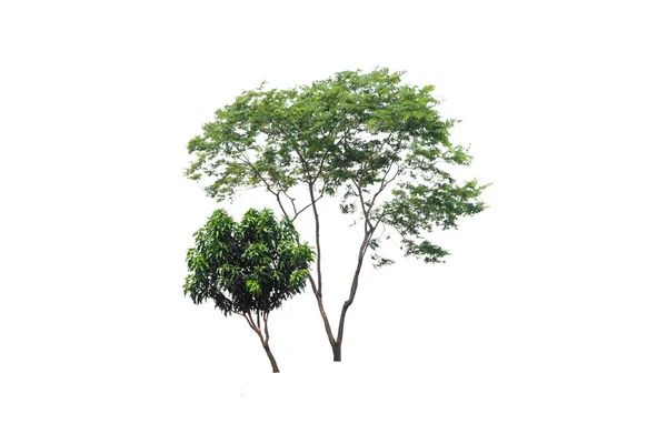Zwei Grüne Bäume Auf Isoliertem Immergrünem Laub Auf Weißem Hintergrund — Stockfoto