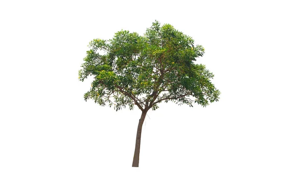 Árvore Verde Isolado Uma Planta Folhas Evergreen Cortar Fundo Branco — Fotografia de Stock