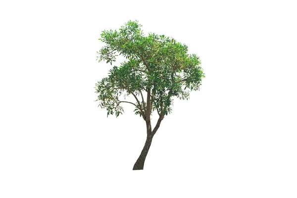 Árvore Verde Isolado Uma Planta Folhas Evergreen Cortar Fundo Branco — Fotografia de Stock