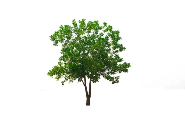 Зеленое Дерево Изолированном Вечнозеленом Растении Листьев Срезанном Белом Фоне Обрезанием — стоковое фото