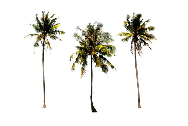 Groups Coconut Trees White Background Clipping Path — Stock Photo, Image