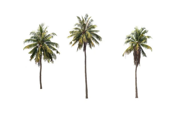 Группы Кокосовых Деревьев Белом Фоне Траекторией Обрезки — стоковое фото