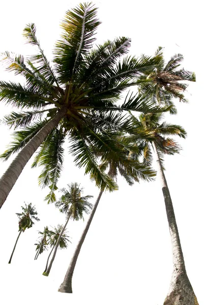 Группы Кокосовых Деревьев Белом Фоне Траекторией Обрезки — стоковое фото