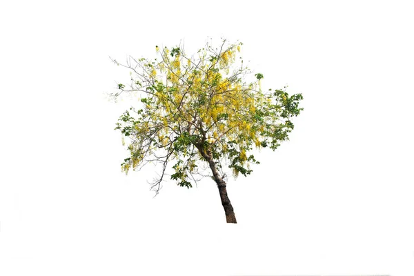 Tabebuia Золотое Дерево Таллоу Пуй Дерево Изолированном Вечнозеленые Листья Растения — стоковое фото