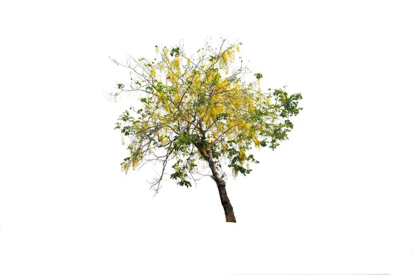 Tabebuia Albero Oro Sego Pui Albero Isolato Una Pianta Foglie — Foto Stock