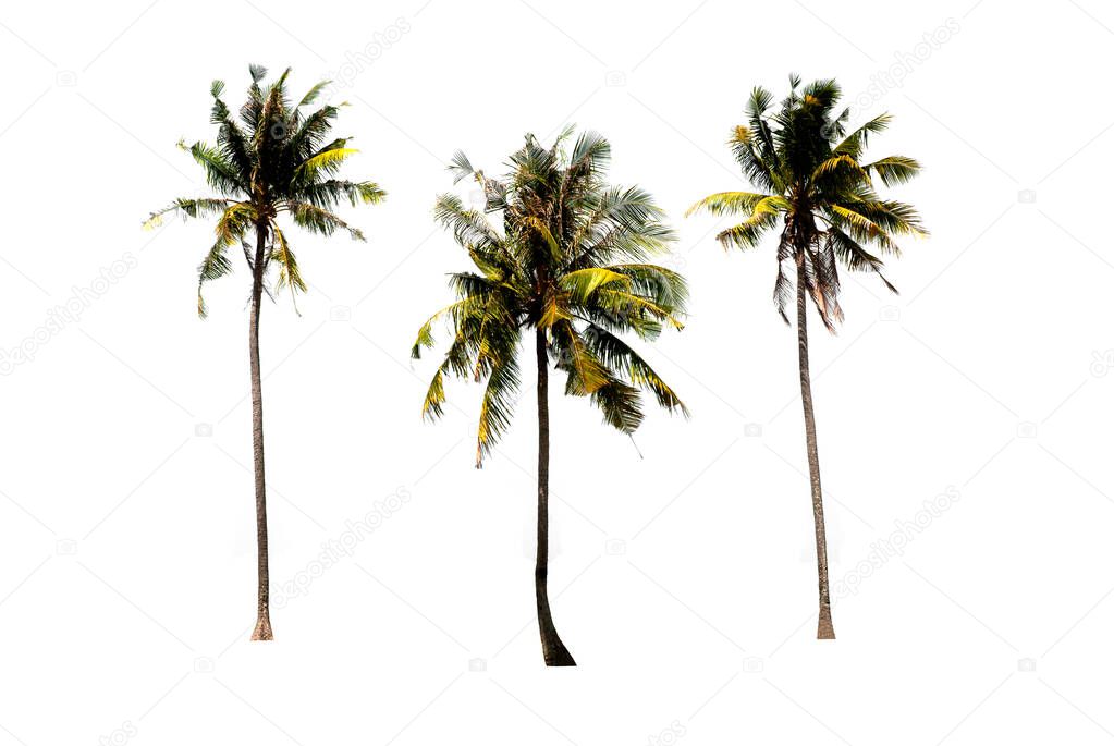 Groups of coconut trees on a white background with the clipping path.