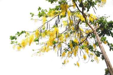 Tabebuia ya da Altın Ağaç ya da Tallow Pui ağacı soyutlanmış, her zaman yeşil bir yaprak, kesme yolu ile beyaz arka planda kesilmiştir..  