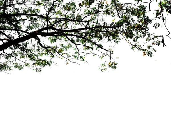 Zweig Des Baumes Auf Isolierten Immergrünen Blättern Pflanze Geschnitten Auf — Stockfoto