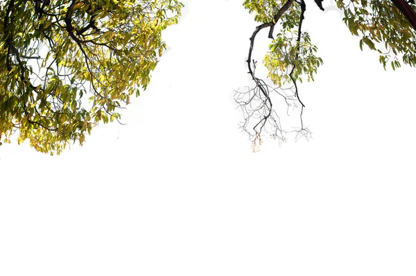 Zweig Des Baumes Auf Isolierten Immergrünen Blättern Pflanze Geschnitten Auf — Stockfoto