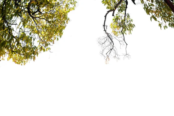 Tak Van Boom Geïsoleerde Een Groenblijvende Bladeren Plant Gesneden Witte — Stockfoto