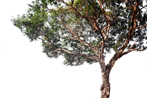 緑の木は隔離され 常緑の葉植物はクリッピングパスで白い背景に切り取られます — ストック写真