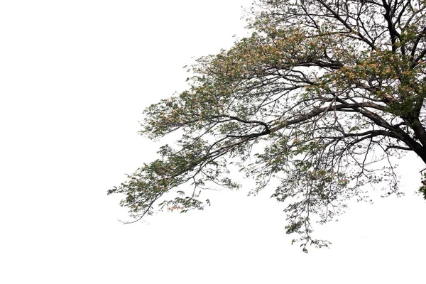 Ramo Árvore Isolado Uma Planta Folhas Evergreen Cortar Fundo Branco — Fotografia de Stock