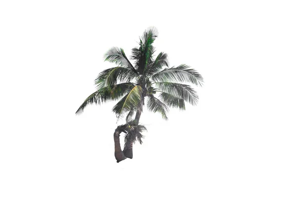 Kokospalmen Eine Immergrüne Blattpflanze Auf Weißem Hintergrund — Stockfoto