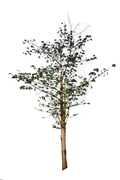 隔离的绿树上 一株常绿的叶子在白色的背景上被修剪 有剪枝的路径 — 图库照片