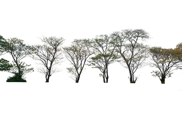 Группа Зеленых Деревьев Изолированном Вечнозеленые Листья Растения Вырезать Белом Фоне — стоковое фото