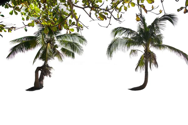Группы Кокосовых Деревьев Вечнозеленые Листья Растения Белом Фоне Вырезкой Пути — стоковое фото