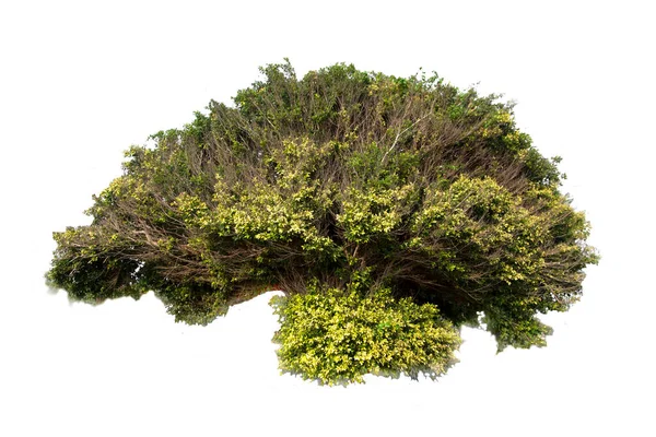 Grönt Träd Isolerad Vintergrön Blad Växt Skära Vit Bakgrund Med — Stockfoto