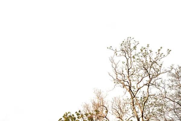 Гілка Сухого Дерева Ізольованому Білому Тлі Відсічним Контуром — стокове фото