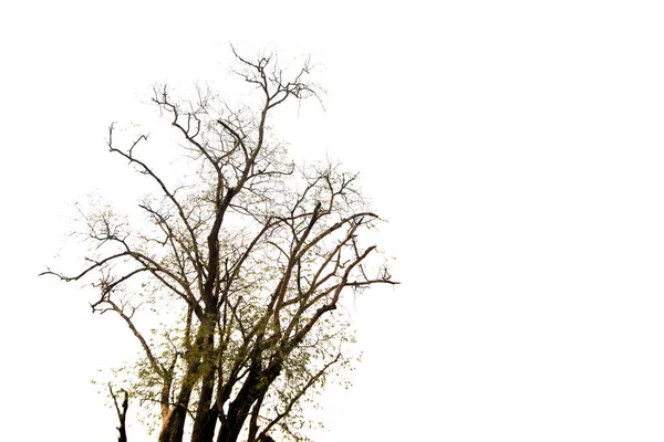 Větev Suchého Stromu Izolovaném Řezu Bílém Pozadí Výstřižkovou Cestou — Stock fotografie