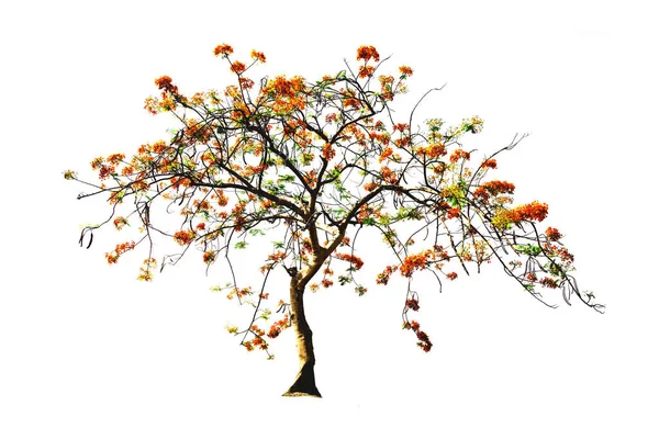 Пламя Дерево Королевская Poinciana Пламя Боярышник Изолированном Вечнозеленые Листья Растения — стоковое фото