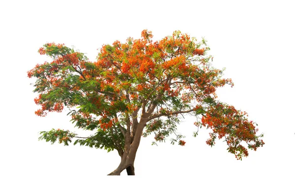 Flame Tree Royal Poinciana Flame Boyant 배경에 상록수 식물이다 — 스톡 사진