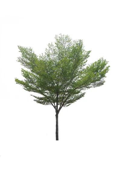Зеленое Дерево Изолированном Вечнозеленом Растении Листьев Срезанном Белом Фоне Обрезанием — стоковое фото