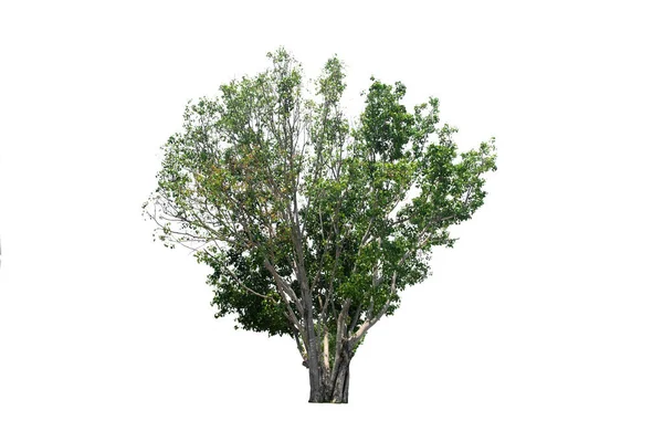 隔离的绿树上 一株常绿的叶子在白色的背景上被修剪 有剪枝的路径 — 图库照片