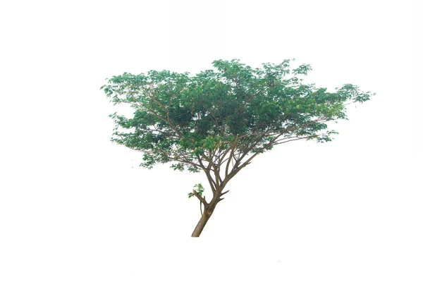 Árvore Verde Isolado Uma Planta Folhas Evergreen Cortar Fundo Branco — Fotografia de Stock