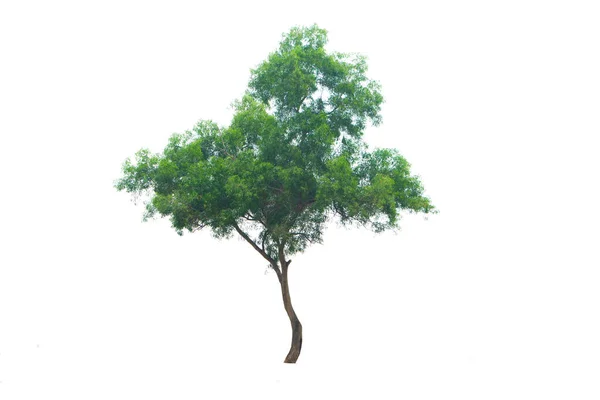 Zole Edilmiş Yeşil Ağaç Her Zaman Yeşil Olan Yapraklar Kesme — Stok fotoğraf