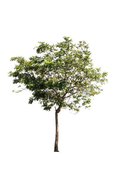 Grönt Träd Isolerad Vintergrön Blad Växt Skära Vit Bakgrund Med — Stockfoto