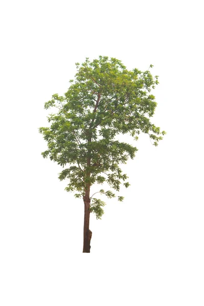 Zelený Strom Izolované Věčně Zelené Listy Rostliny Řezané Bílém Pozadí — Stock fotografie