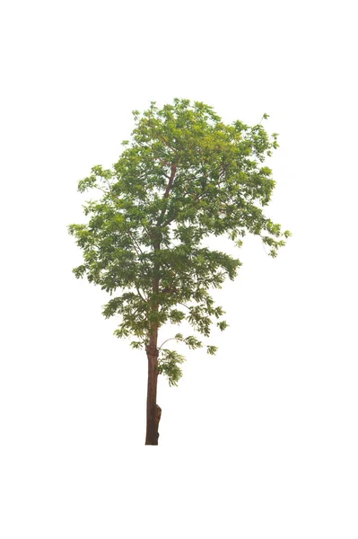 Albero Verde Isolata Una Pianta Foglie Sempreverdi Taglio Sfondo Bianco — Foto Stock