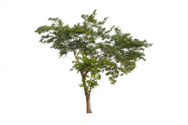 Árvore Verde Isolado Uma Planta Folhas Evergreen Cortar Fundo Branco — Fotografia de Stock