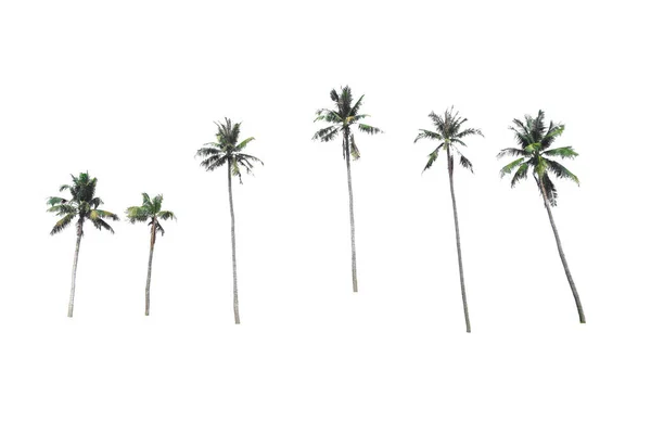 Группа Кокосового Дерева Изолированном Вечнозеленые Листья Растения Вырезать Белом Фоне — стоковое фото