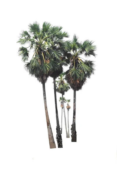 Группа Сахарной Пальмы Тодди Пальмы Изолированных Вечнозеленые Листья Растения Вырезать — стоковое фото