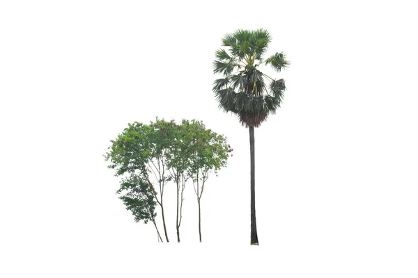 Palma Zucchero Palma Toddy Albero Isolato Una Pianta Sempreverde Foglie — Foto Stock