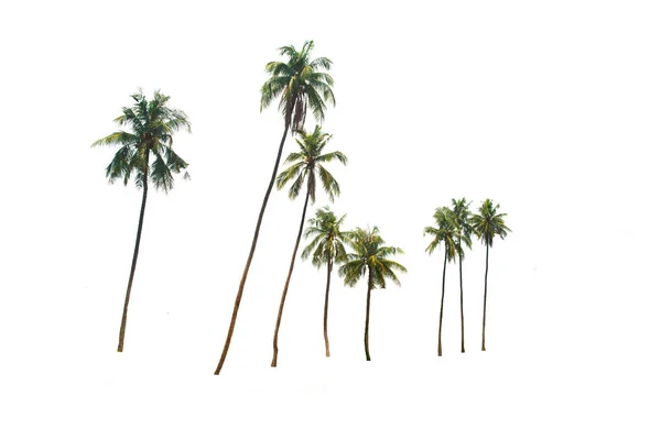 Группа Сахарной Пальмы Тодди Пальмы Изолированных Вечнозеленые Листья Растения Вырезать — стоковое фото