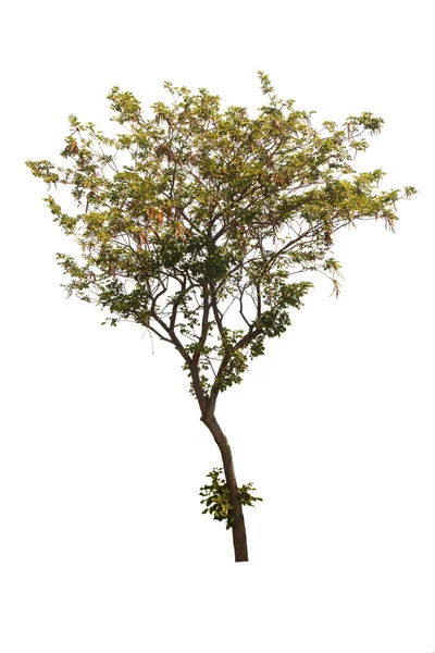 Tabebuia Albero Oro Sego Pui Albero Isolato Una Pianta Foglie — Foto Stock