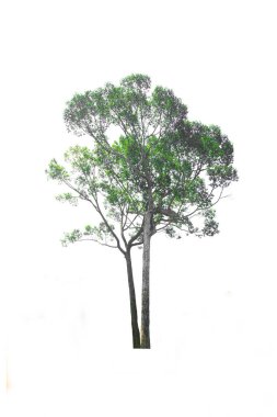 İzole edilmiş iki yeşil ağaç, her zaman yeşil olan yapraklar, kesme yolu ile beyaz arka planda kesilir..