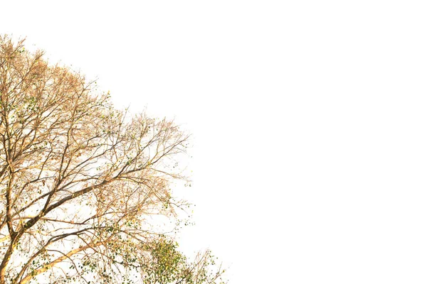 Větvička Suchého Stromu Izolovaném Listoví Rostlina Řez Bílém Pozadí Výstřižkem — Stock fotografie