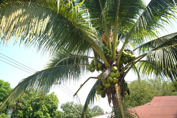 Kelapa Tergantung Dari Pohon Kelapa Yang Subur — Stok Foto