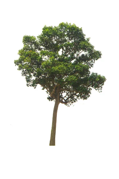 Πράσινο Δέντρο Απομονωμένο Ένα Αειθαλές Φύλλα Φυτό Κοπεί Λευκό Φόντο — Φωτογραφία Αρχείου