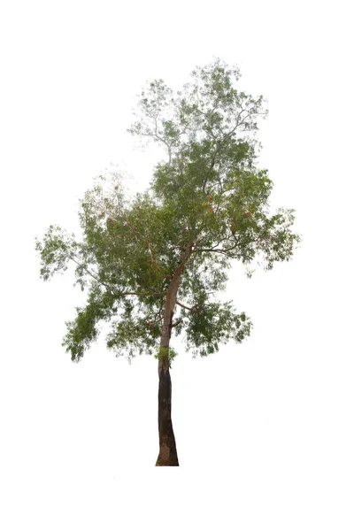 Albero Verde Isolata Una Pianta Foglie Sempreverdi Taglio Sfondo Bianco — Foto Stock