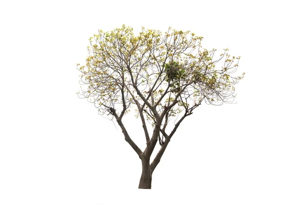 Πράσινο Δέντρο Απομονωμένο Ένα Αειθαλές Φύλλα Φυτό Κοπεί Λευκό Φόντο — Φωτογραφία Αρχείου