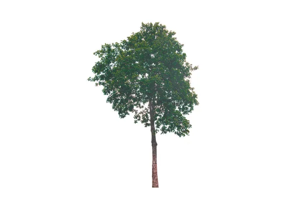 Зелене Дерево Ізольованому Вічнозелене Листя Рослини Білому Тлі Відсічним Контуром — стокове фото